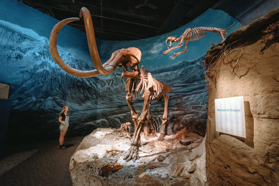 Dinosaur exhibit at the Royal Tyrrell Museum in Drumheller