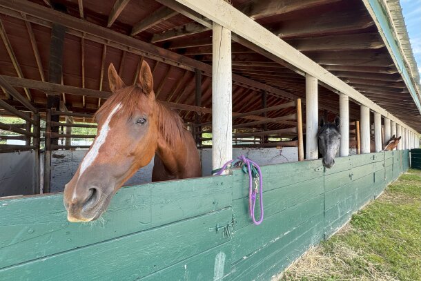 Horse stables at the Millarville Track
