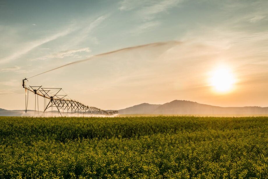Agricultural irrigation in a field at sunset near Diamond Valley along the Cowboy Trail