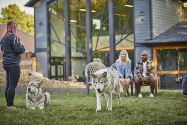 People watch wolves at the Yamnuska Wolfdog Sanctuary.