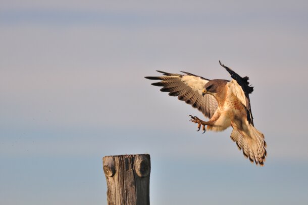 Swainson's Hawk