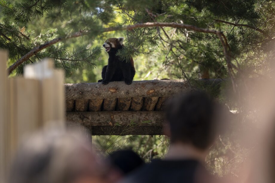 A Red Panda sits in their new home at the Calgary Zoo.