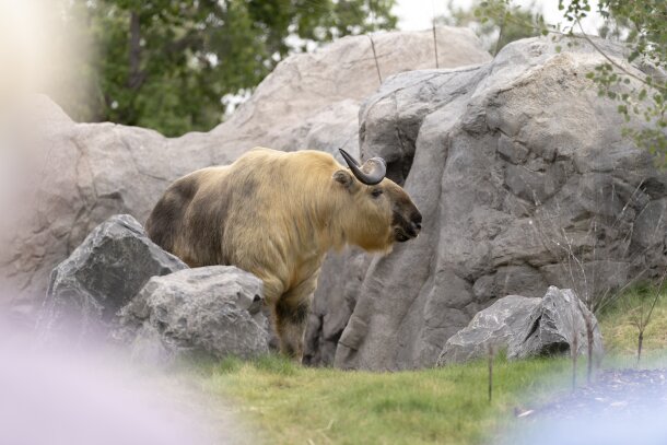A Sichuan Takin roams their new home at Wilder Institute/Calgary Zoo